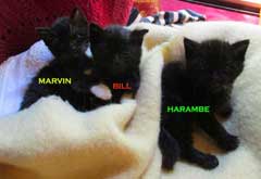 kittens